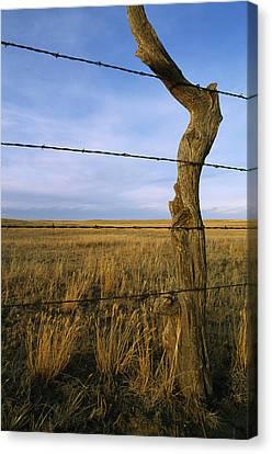 An old tree trunk is leaning over the barbed wire.