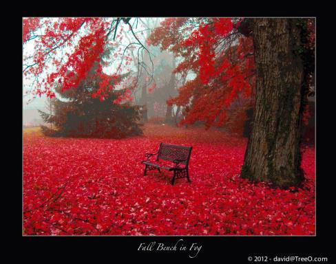 A bench in the middle of red leaves.
