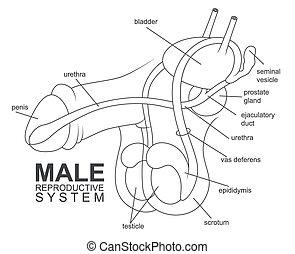 the male reproductive system.